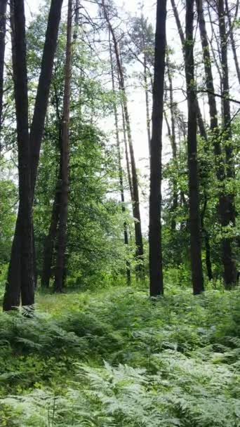 Vidéo verticale d'une forêt verte d'été avec des arbres pendant la journée, au ralenti — Video