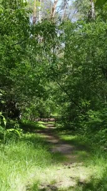 Vídeo vertical de uma floresta verde de verão com árvores durante o dia, câmera lenta — Vídeo de Stock