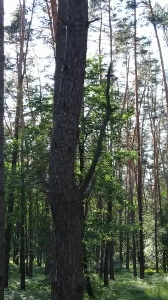 Vídeo vertical de un bosque verde de verano con árboles durante el día, cámara lenta — Vídeo de stock