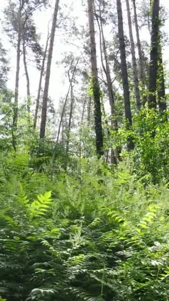 Vídeo vertical de uma floresta verde de verão com árvores durante o dia, câmera lenta — Vídeo de Stock