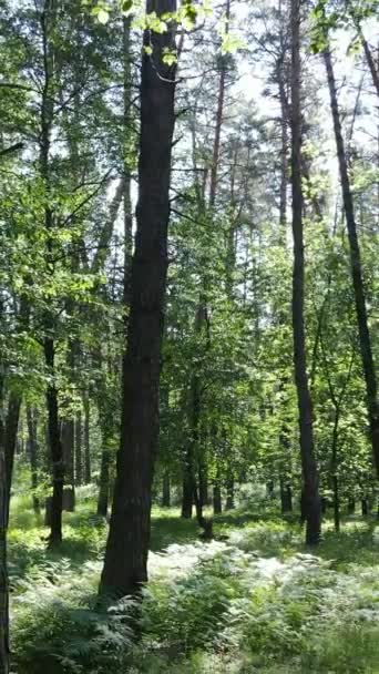 Vertikal video av en sommar grön skog med träd under dagen, slow motion — Stockvideo