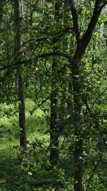 Vídeo vertical de un bosque verde de verano con árboles durante el día, cámara lenta — Vídeos de Stock