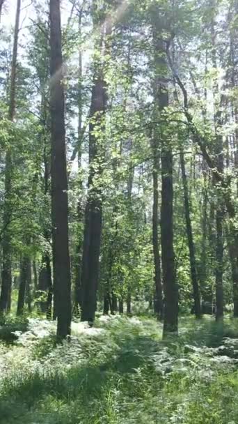 Vertikal video av en sommar grön skog med träd under dagen, slow motion — Stockvideo