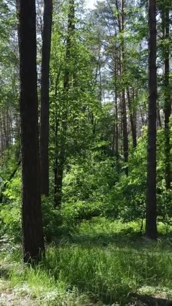 stock video Vertical video of a summer green forest with trees during the day, slow motion