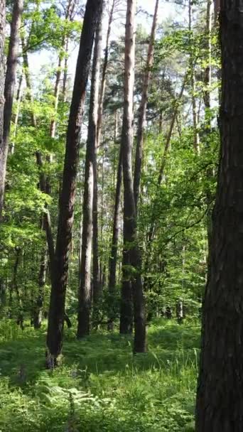 Vídeo vertical de uma floresta verde de verão com árvores durante o dia, câmera lenta — Vídeo de Stock