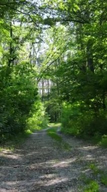 Gündüz vakti ağaçlı yeşil bir ormanın dikey videosu, yavaş çekim