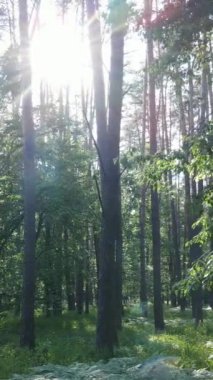 Gündüz vakti ağaçlı yeşil bir ormanın dikey videosu, yavaş çekim