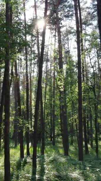 Vertikální video letního zeleného lesa se stromy během dne, zpomalený pohyb — Stock video