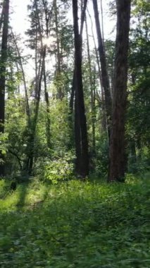 Gündüz vakti ağaçlı yeşil bir ormanın dikey videosu, yavaş çekim