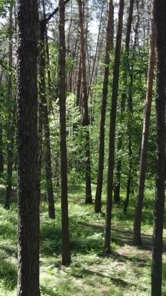 Vídeo vertical de uma floresta verde de verão com árvores durante o dia, câmera lenta — Vídeo de Stock