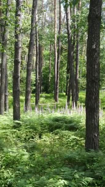낮 에는 나무들이 있고, 낮 에는 천천히 움직 이는 여름의 푸른 숲을 담은 수직 영상 — 비디오