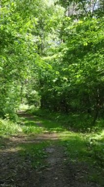 Gündüz vakti ağaçlı yeşil bir ormanın dikey videosu, yavaş çekim