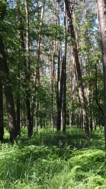 Vídeo vertical de uma floresta verde de verão com árvores durante o dia, câmera lenta — Vídeo de Stock