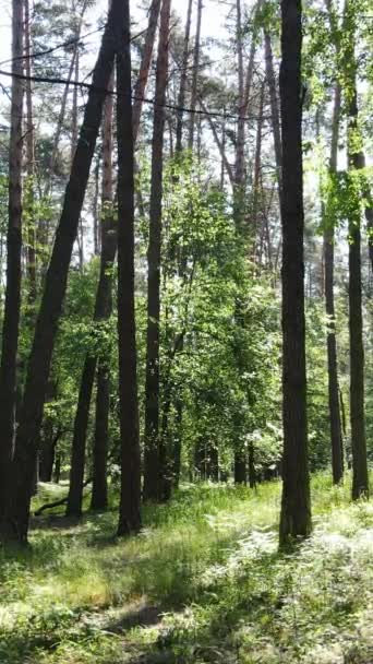 Vertikal video av en sommar grön skog med träd under dagen, slow motion — Stockvideo