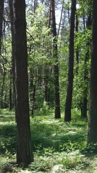 Verticale video van een zomer groen bos met bomen gedurende de dag, slow motion — Stockvideo