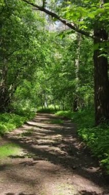 Gündüz vakti ağaçlı yeşil bir ormanın dikey videosu, yavaş çekim