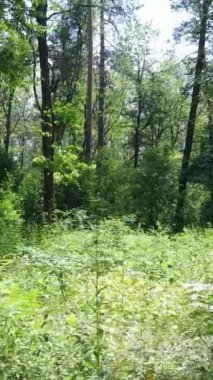 Gündüz vakti ağaçlı yeşil bir ormanın dikey videosu, yavaş çekim