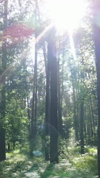 Vertikální video letního zeleného lesa se stromy během dne, zpomalený pohyb — Stock video