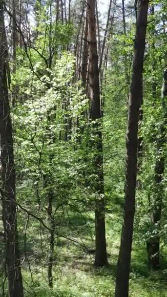 Pionowe wideo z letnim zielonym lasem z drzewami w ciągu dnia, zwolnione tempo — Wideo stockowe