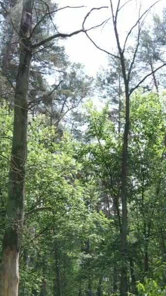 Vídeo vertical de un bosque verde de verano con árboles durante el día, cámara lenta — Vídeos de Stock