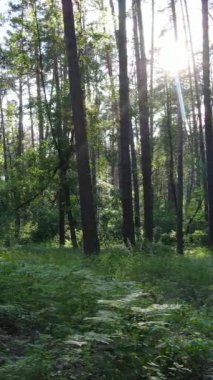 Gündüz vakti ağaçlı yeşil bir ormanın dikey videosu, yavaş çekim