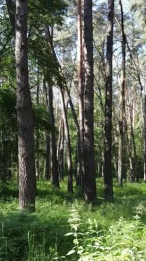 Gündüz vakti ağaçlı yeşil bir ormanın dikey videosu, yavaş çekim