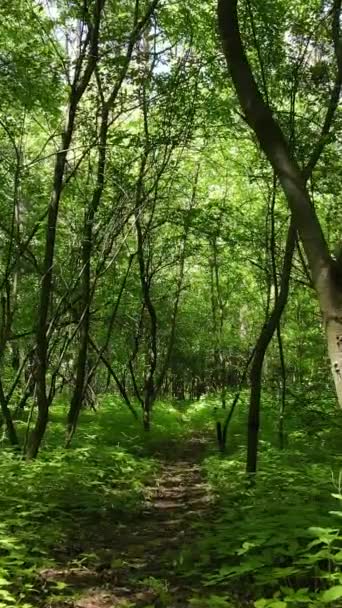 Vídeo vertical de un bosque verde de verano con árboles durante el día, cámara lenta — Vídeos de Stock