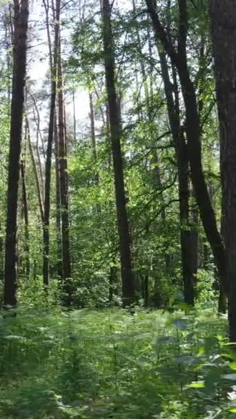 Vídeo vertical de un bosque verde de verano con árboles durante el día, cámara lenta — Vídeo de stock