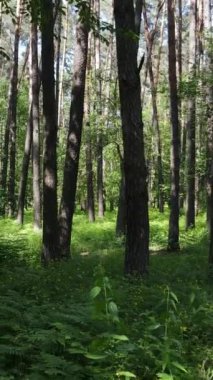 Gündüz vakti ağaçlı yeşil bir ormanın dikey videosu, yavaş çekim