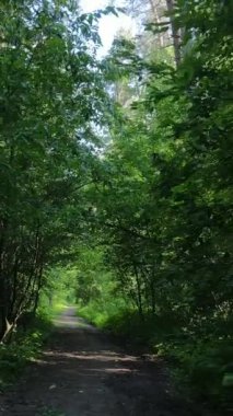 Gündüz vakti ağaçlı yeşil bir ormanın dikey videosu, yavaş çekim