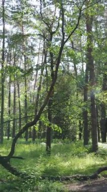 Gündüz vakti ağaçlı yeşil bir ormanın dikey videosu, yavaş çekim
