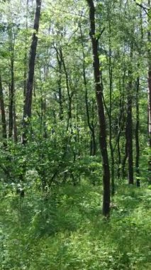 Gündüz vakti ağaçlı yeşil bir ormanın dikey videosu, yavaş çekim