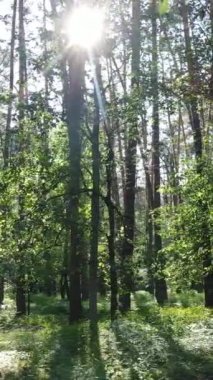 Gündüz vakti ağaçlı yeşil bir ormanın dikey videosu, yavaş çekim