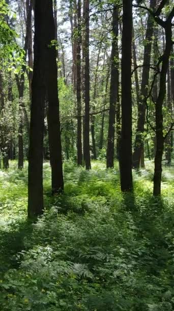 Вертикальное видео летнего зеленого леса с деревьями в течение дня, замедленная съемка — стоковое видео