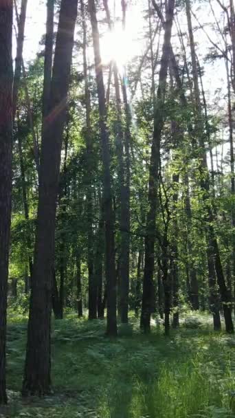 Pionowe wideo z letnim zielonym lasem z drzewami w ciągu dnia, zwolnione tempo — Wideo stockowe