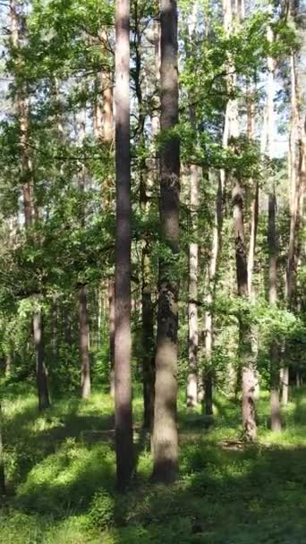 Вертикальне відео літнього зеленого лісу з деревами протягом дня, повільний рух — стокове відео