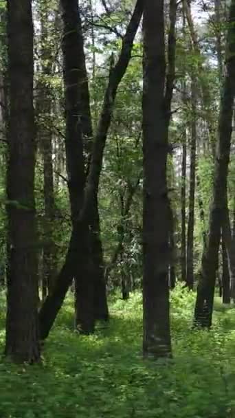 Verticale video van een zomer groen bos met bomen gedurende de dag, slow motion — Stockvideo