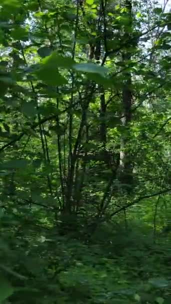 Vídeo vertical de un bosque verde de verano con árboles durante el día, cámara lenta — Vídeo de stock