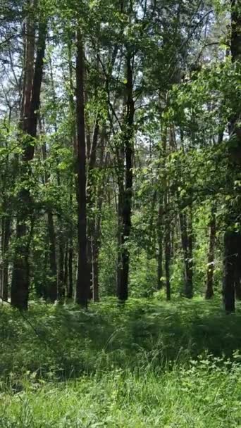 Vídeo vertical de un bosque verde de verano con árboles durante el día, cámara lenta — Vídeo de stock