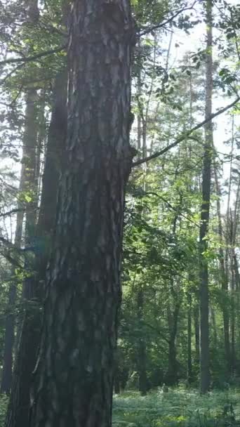 Vídeo vertical de uma floresta verde de verão com árvores durante o dia, câmera lenta — Vídeo de Stock