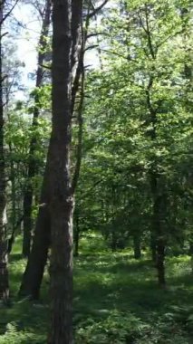 Gündüz vakti ağaçlı yeşil bir ormanın dikey videosu, yavaş çekim