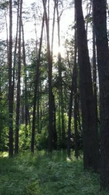 Gündüz vakti ağaçlı yeşil bir ormanın dikey videosu, yavaş çekim