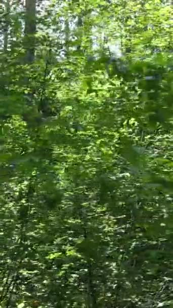 Vídeo vertical de un bosque verde de verano con árboles durante el día, cámara lenta — Vídeos de Stock