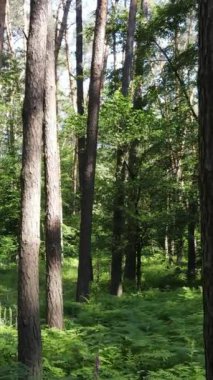 Gündüz vakti ağaçlı yeşil bir ormanın dikey videosu, yavaş çekim