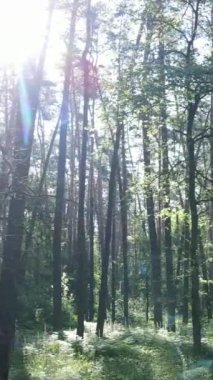 Gündüz vakti ağaçlı yeşil bir ormanın dikey videosu, yavaş çekim