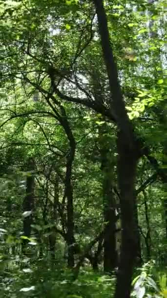 Vídeo vertical de uma floresta verde de verão com árvores durante o dia, câmera lenta — Vídeo de Stock