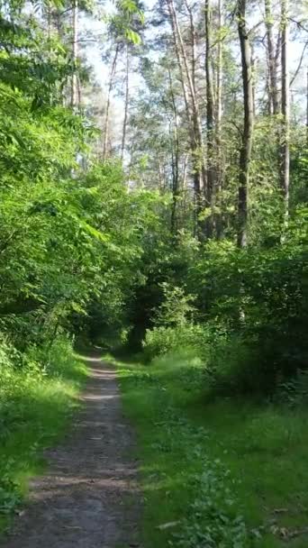 Verticale video van een zomer groen bos met bomen gedurende de dag, slow motion — Stockvideo