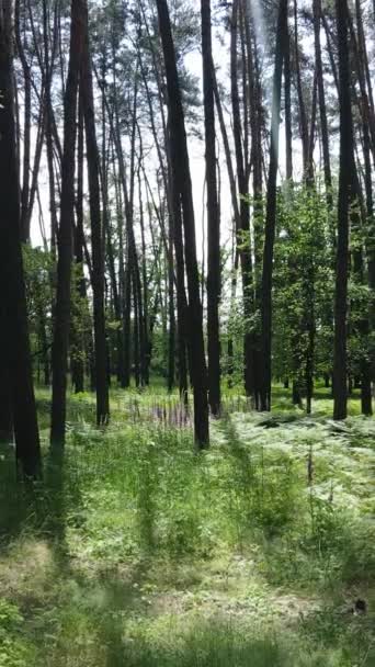 Vidéo verticale d'une forêt verte d'été avec des arbres pendant la journée, au ralenti — Video