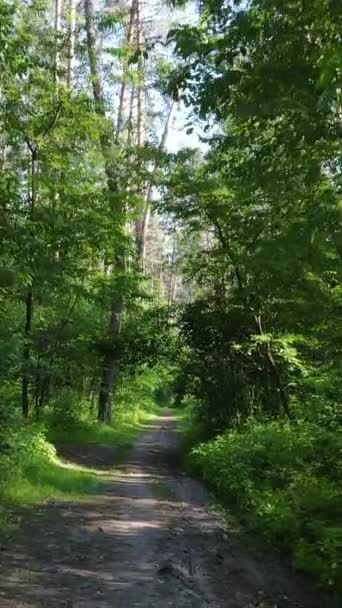 Verticale video van een zomer groen bos met bomen gedurende de dag, slow motion — Stockvideo