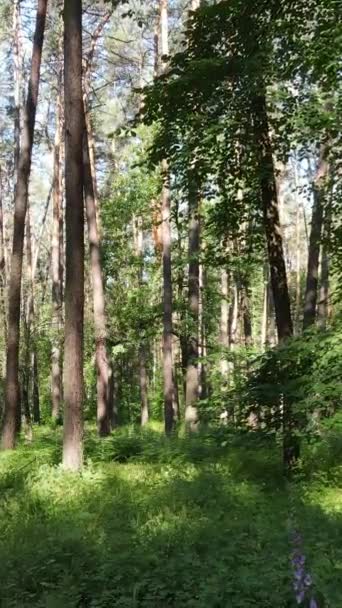 Vídeo vertical de uma floresta verde de verão com árvores durante o dia, câmera lenta — Vídeo de Stock